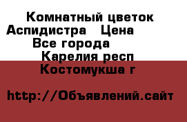 Комнатный цветок Аспидистра › Цена ­ 150 - Все города  »    . Карелия респ.,Костомукша г.